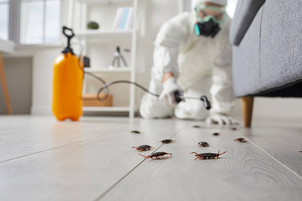 Affordable Termite Control solutions in Claycomo, MO